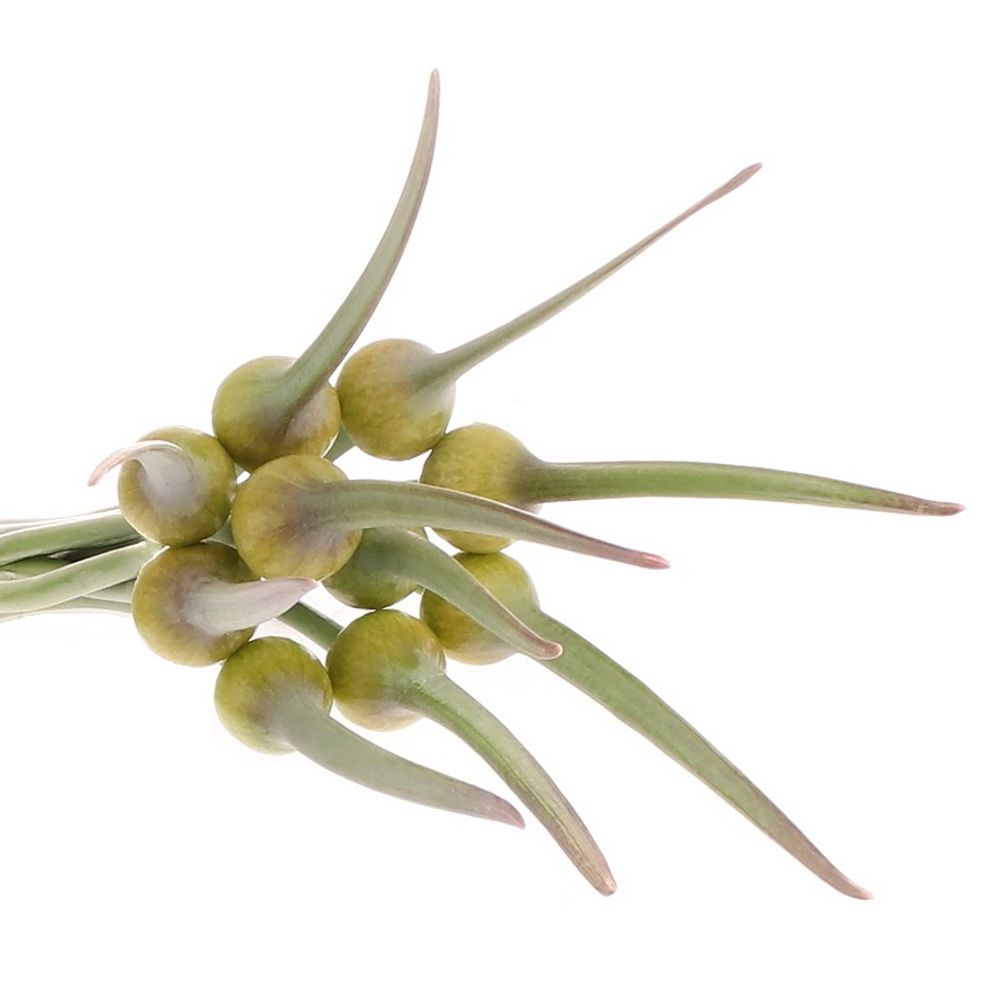 Allium creme/grün Zwiebel Kenton 70cm