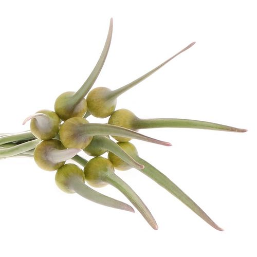 Allium creme/grün Zwiebel Kenton 70cm