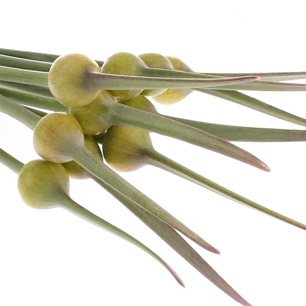 Allium creme/grün Zwiebel Kenton 70cm