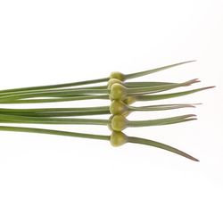 Allium creme/grün Zwiebel Kenton 70cm