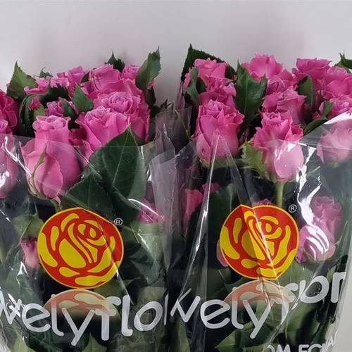 Rose rosa Breathless (Ec) 70cm