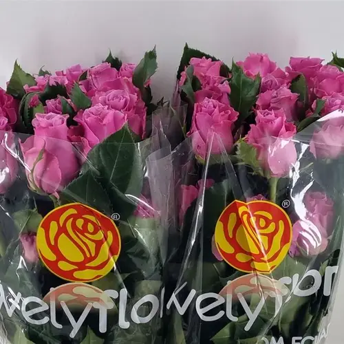 Rose rosa Breathless (Ec) 70cm