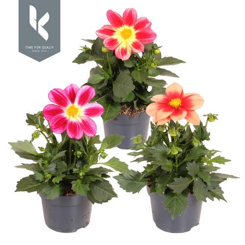 Dahlia mix Summerbees T12 H025