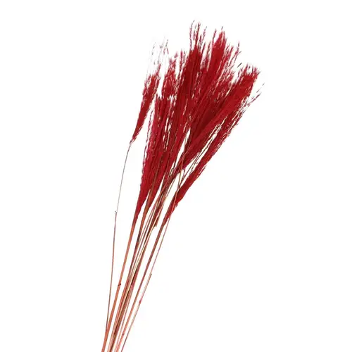 Trocken Silvergrass rot L75cm x10