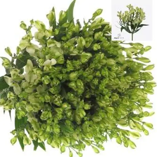 Alstroemerie weiss Pearls 50 Gramm 60cm