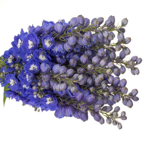 Delphinium blau Morning 70cm