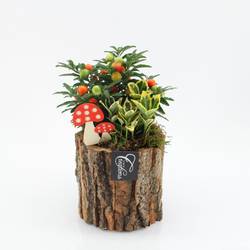 Garten.Arr-2501 Herbst T14 H025