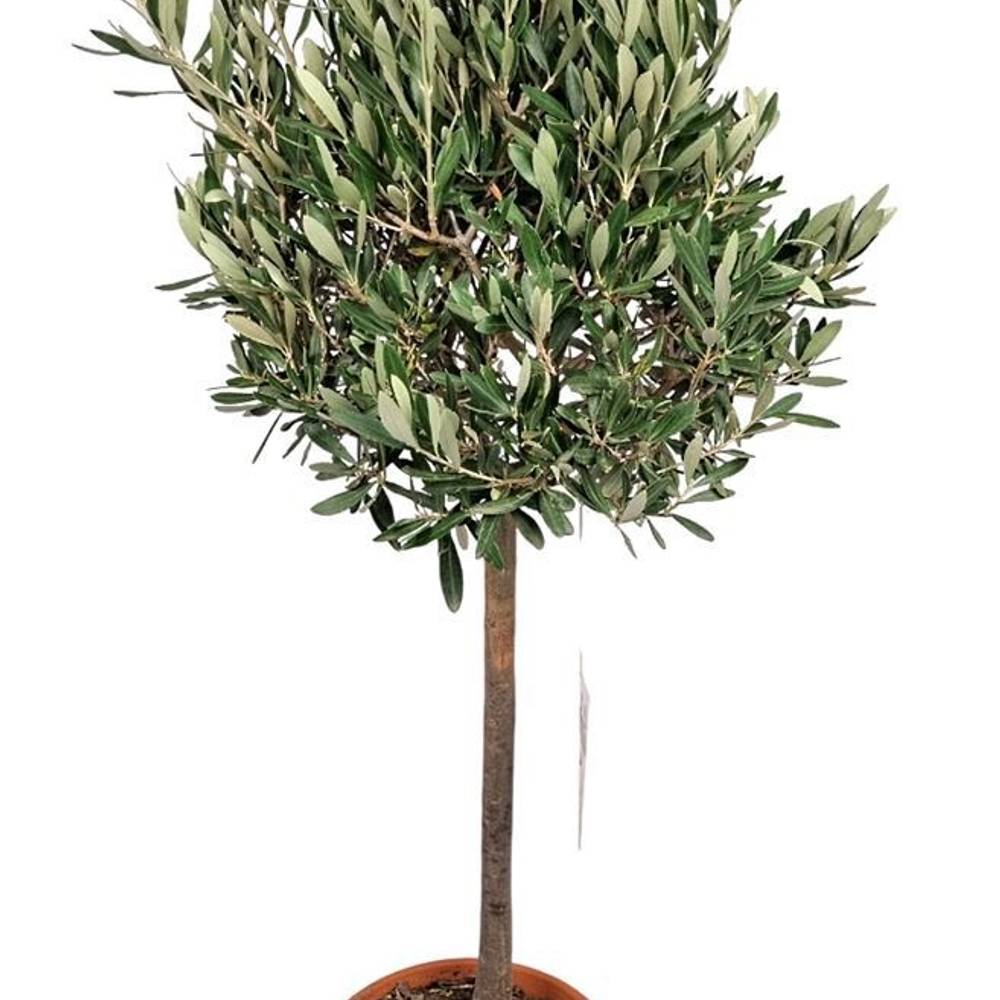 Olea Europaea T22 H110