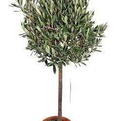 Olea Europaea T22 H110