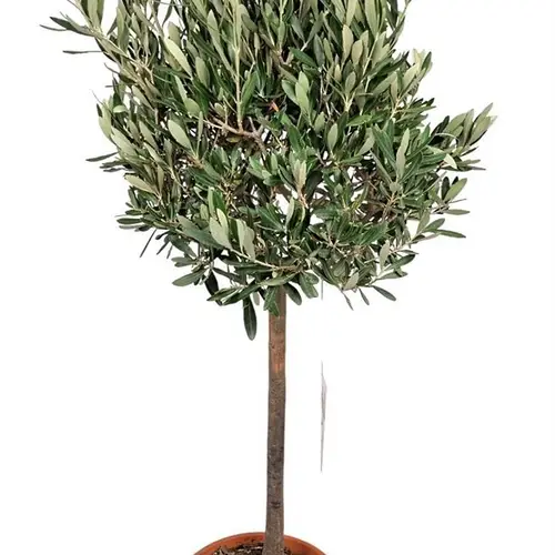 Olea Europaea T22 H110