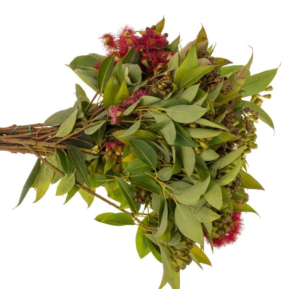 Eucalyptus Cinesino