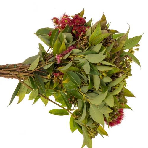 Eucalyptus Cinesino
