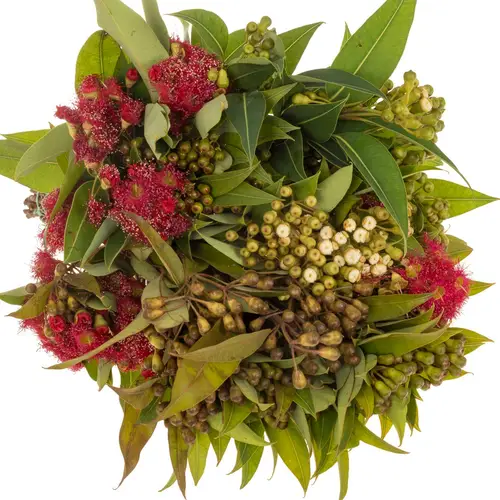 Eucalyptus Cinesino