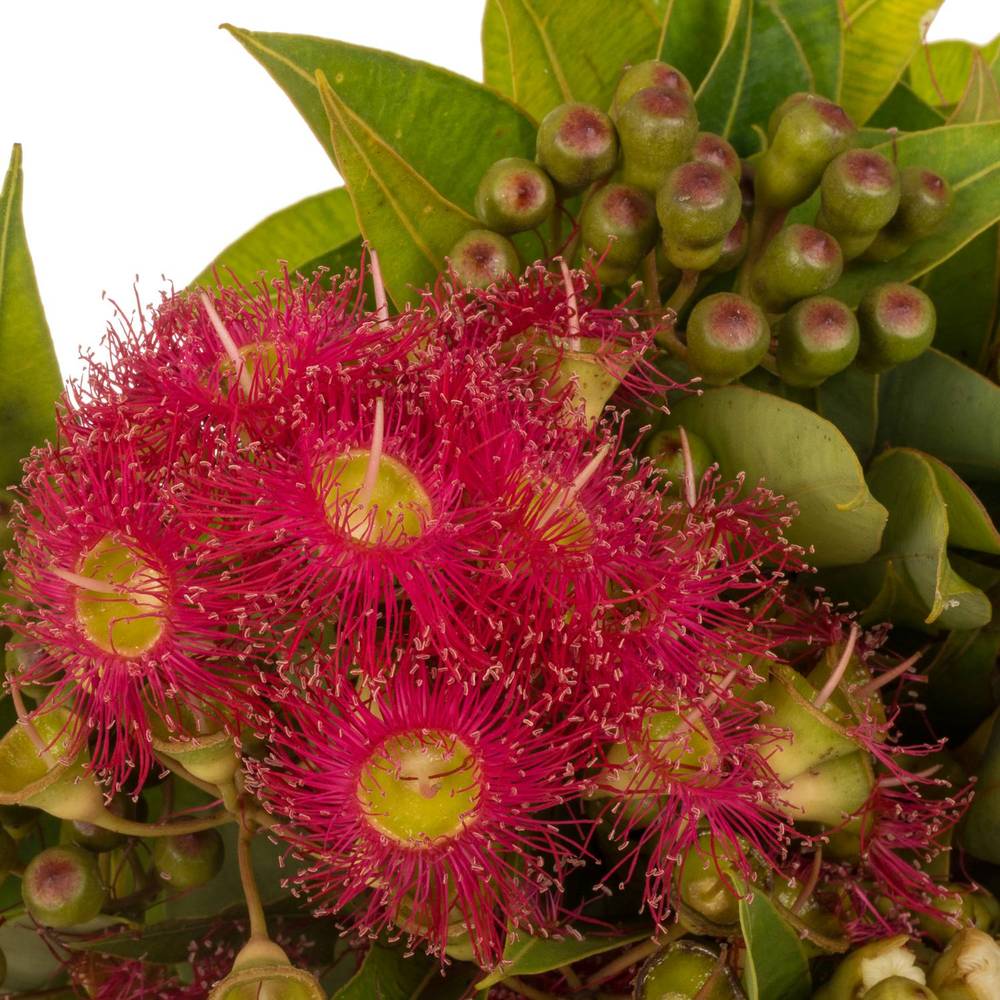 Eucalyptus Cinesino