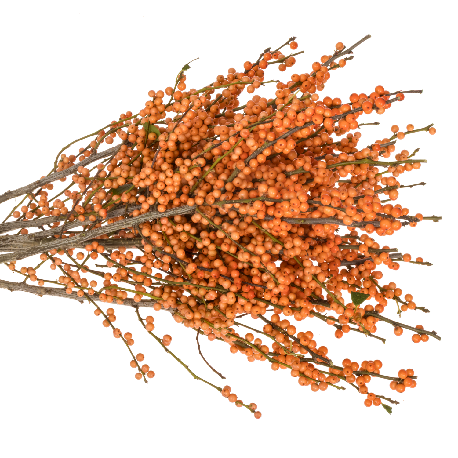 Ilex orange La Range 65cm