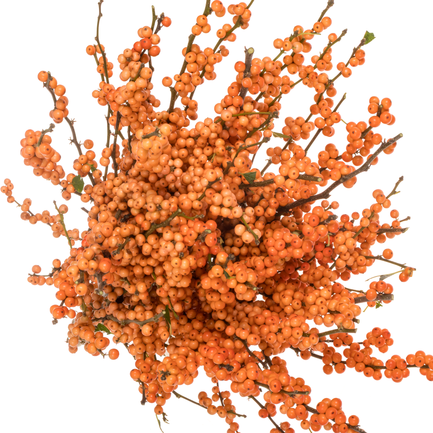 Ilex orange La Range 65cm