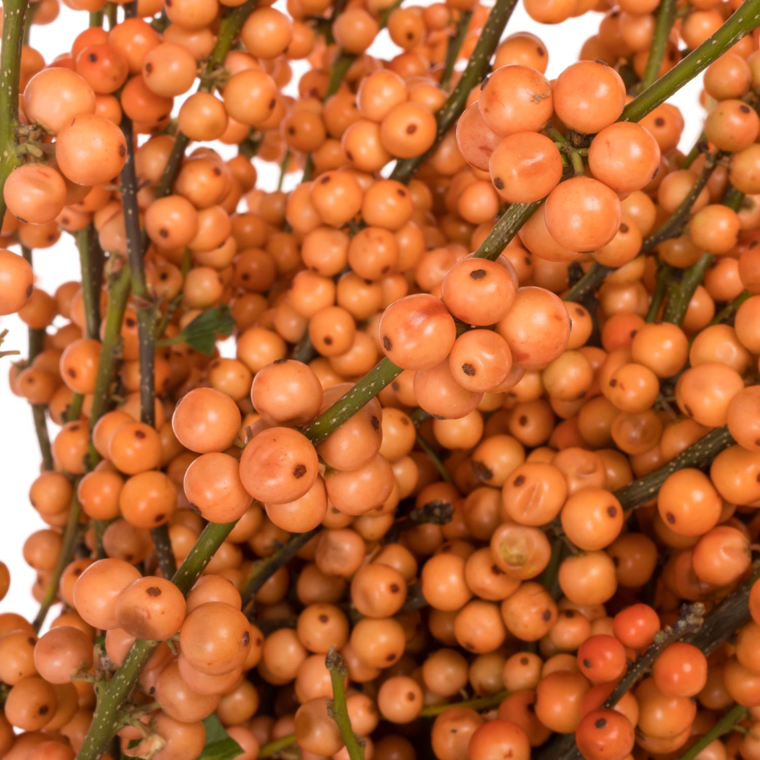 Ilex orange La Range 65cm