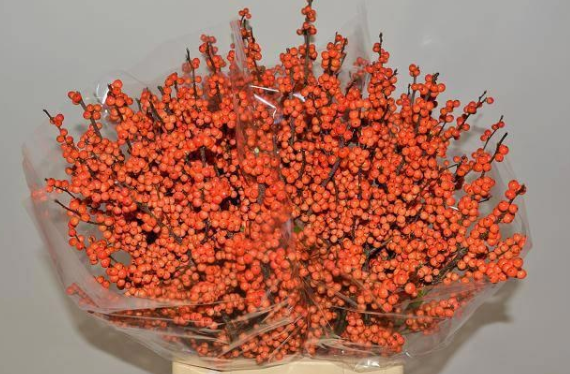 Ilex orange La Range 65cm