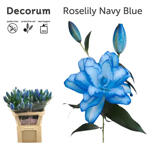 Lilie orientalisch blau Roselily gefärbt 4+ Blüte 90cm