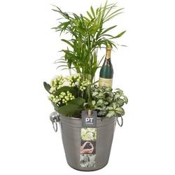 Chamaed.Arr PTON7921 Silvester T14 H037