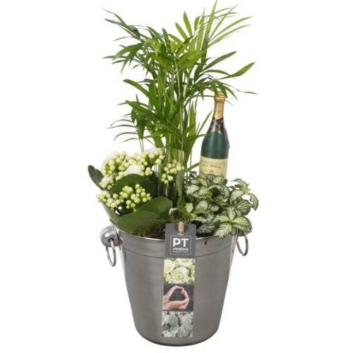 Chamaed.Arr PTON7921 Silvester T14 H037