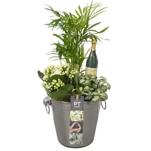 Chamaed.Arr PTON7921 Silvester T14 H037