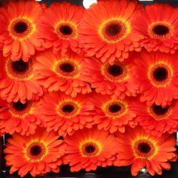 Gerbera rot/gelb Imax