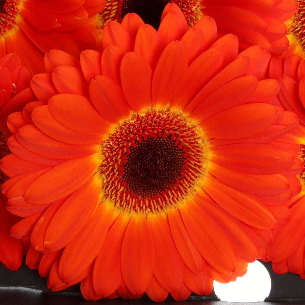 Gerbera rot/gelb Imax