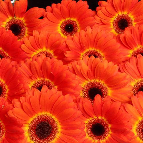 Gerbera rot/gelb Imax