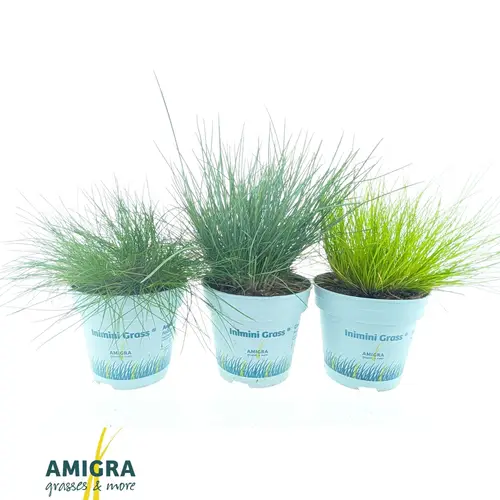 Grasser mix T10,5 H020