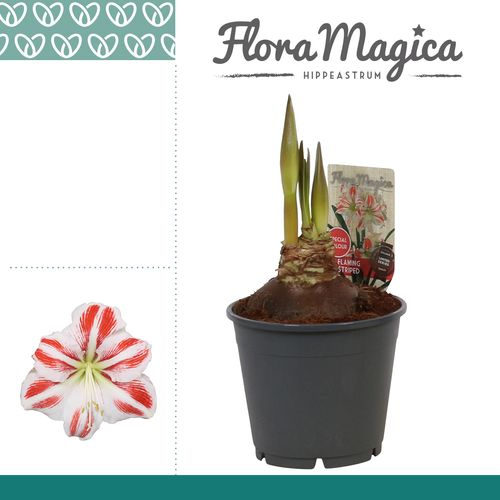 Amar.2er Flaming Striped T14 H25 114871