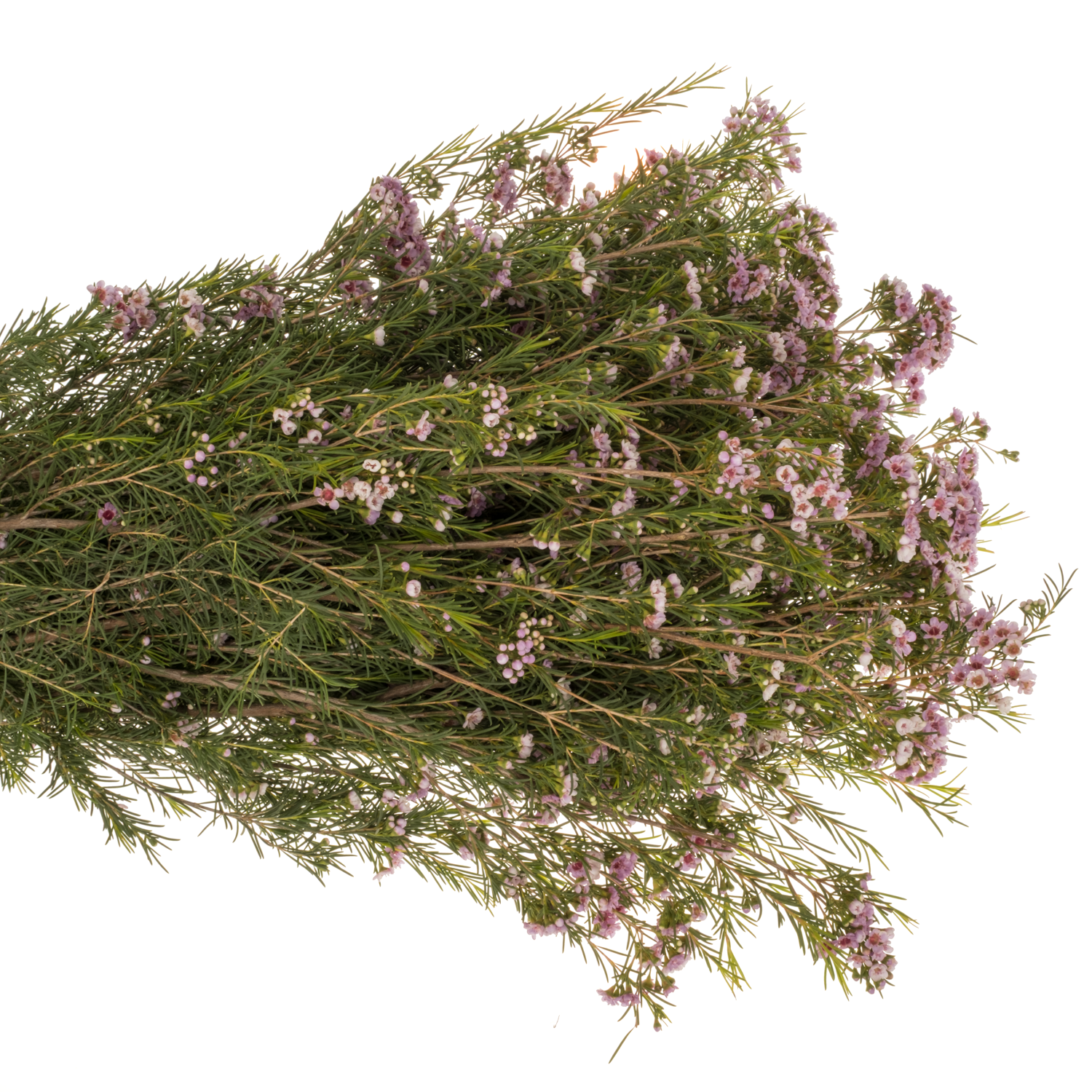 Wachsflower lila  Giselle 100 Gramm 80cm