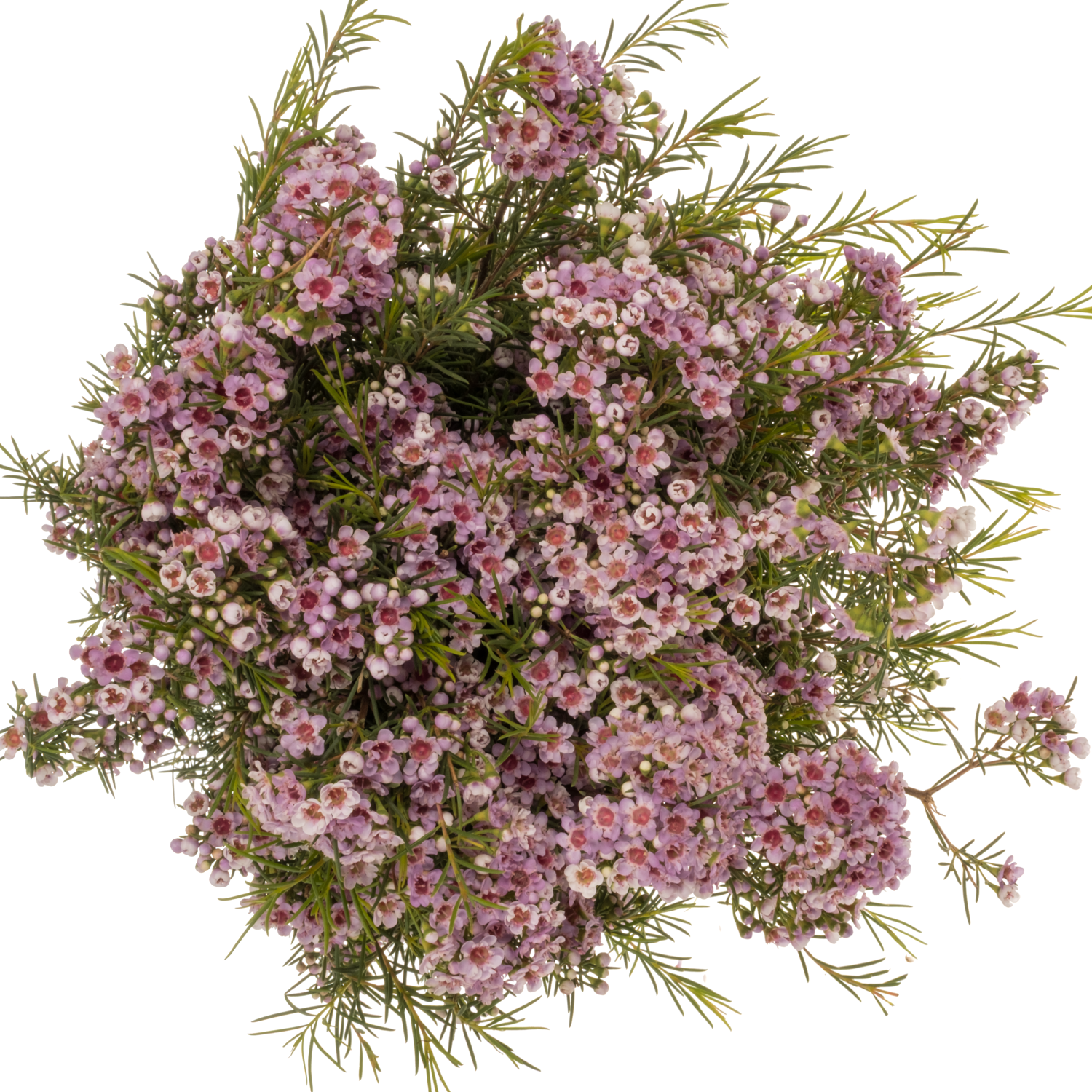 Wachsflower lila  Giselle 100 Gramm 80cm