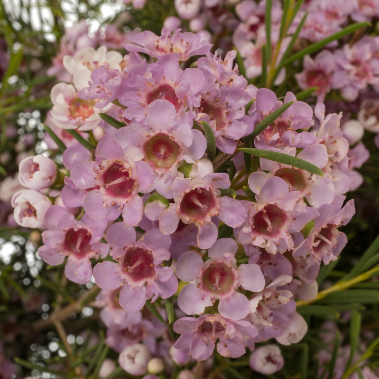 Wachsflower lila  Giselle 100 Gramm 80cm