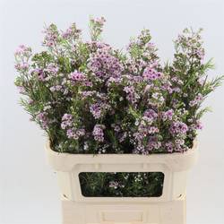 Wachsflower lila  Giselle 120 Gramm 80cm