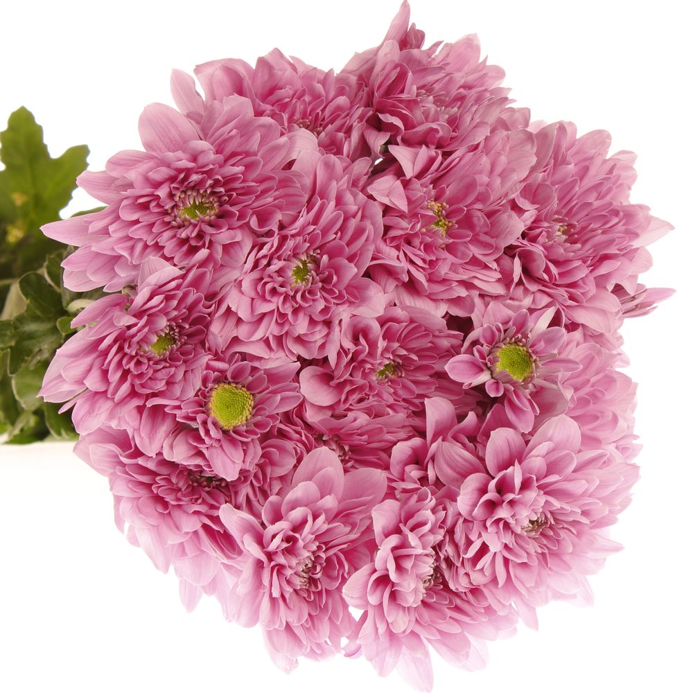 Chrys.Tros rosa Fianne 75 Gramm 70cm