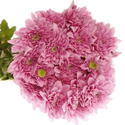 Chrys.Tros rosa Fianne 75 Gramm 70cm