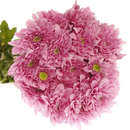 Chrys.Tros rosa Fianne