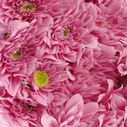 Chrys.Tros rosa Fianne 75 Gramm 70cm