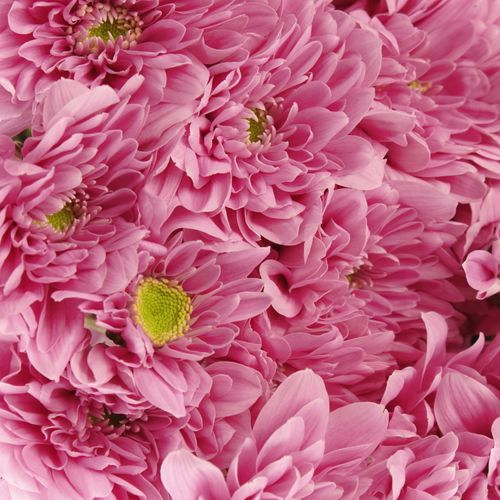 Chrys.Tros rosa Fianne 75 Gramm 70cm