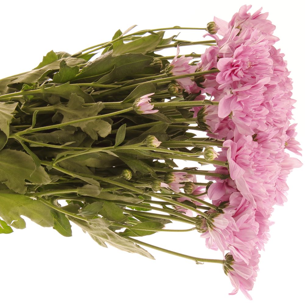 Chrys.Tros rosa Fianne 75 Gramm 70cm