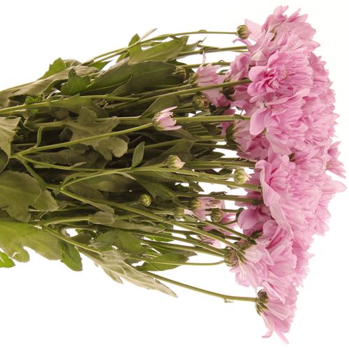 Chrys.Tros rosa Fianne 75 Gramm 70cm