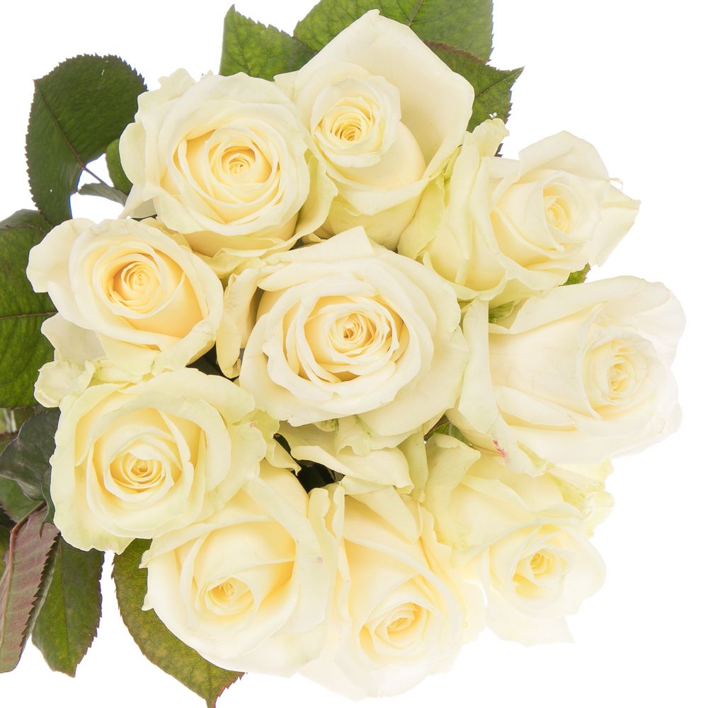Rose creme/weiss Avalanche White Gold (SK) 50cm