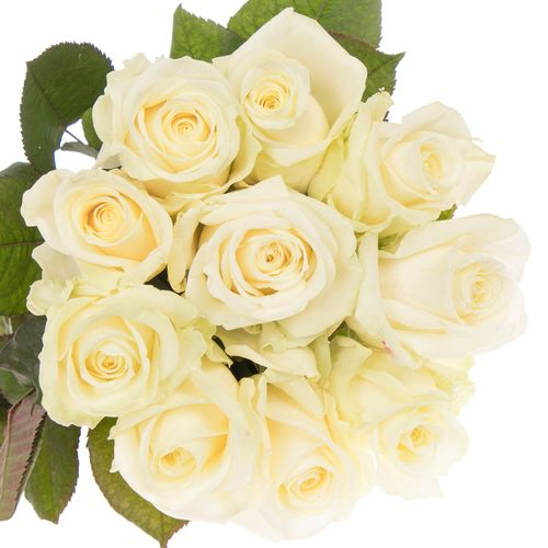 Rose creme/weiss Avalanche White Gold (SK) 50cm