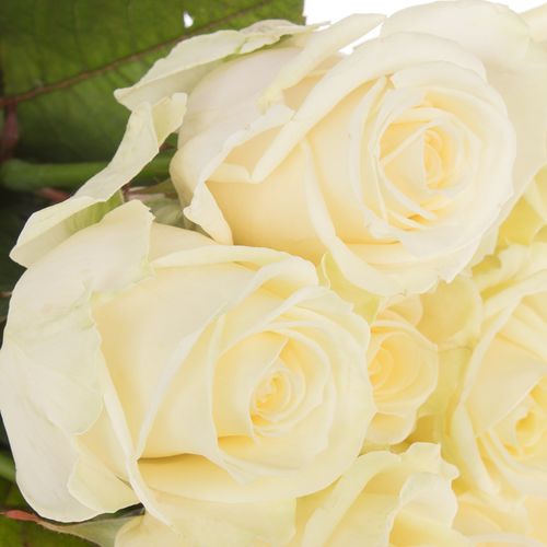 Rose creme/weiss Avalanche White Gold (SK) 50cm