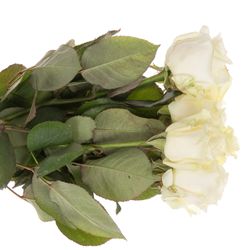 Rose creme/weiss Avalanche White Gold (SK) 50cm