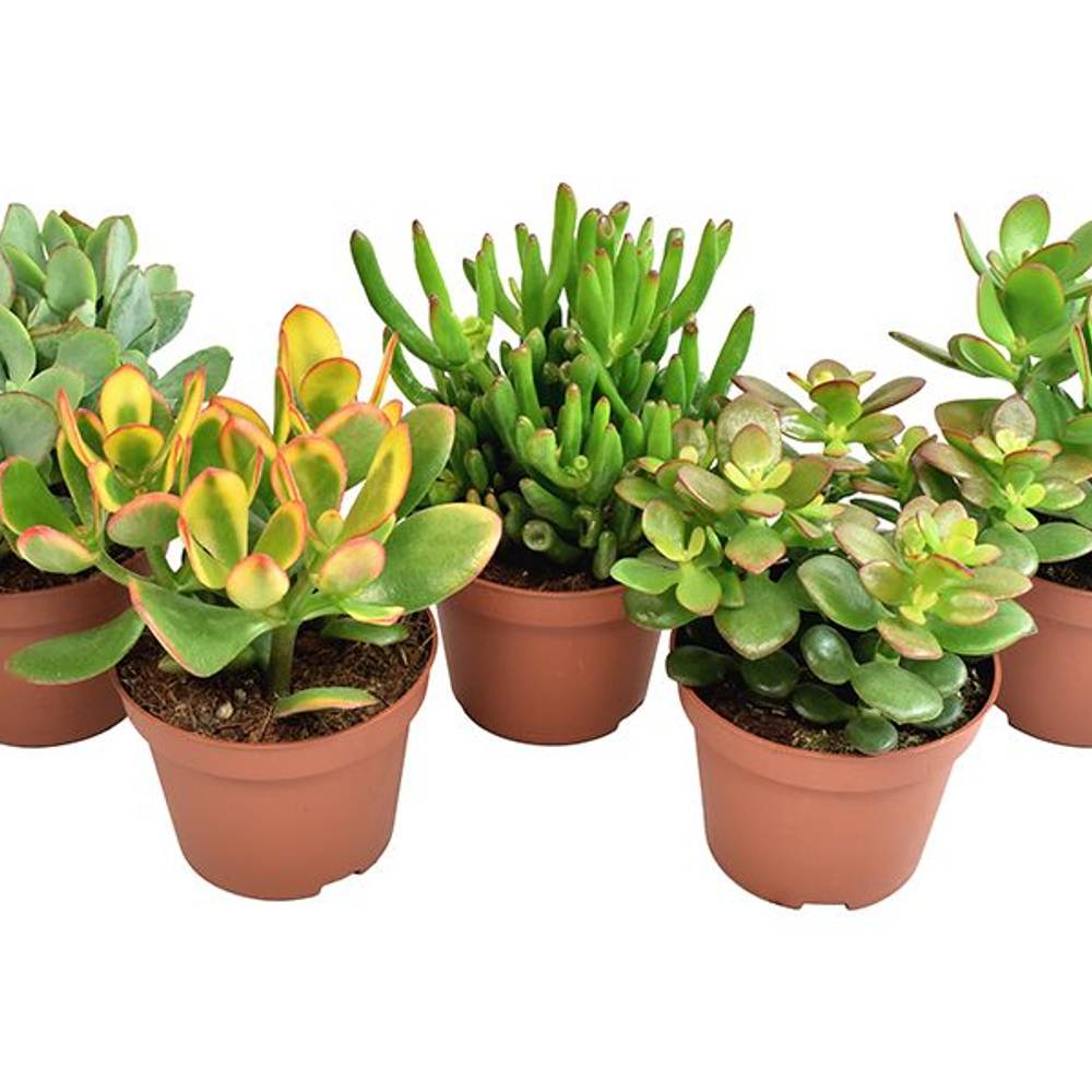 Crassula mix     T10 H15