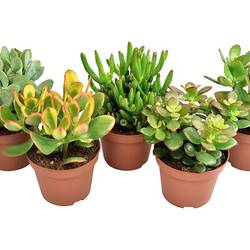 Crassula mix     T10 H15