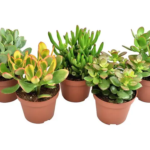 Crassula mix     T10 H15