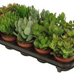 Crassula mix     T10 H15